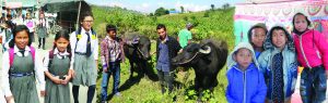 Barn och bufflar i Nepal